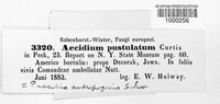 Aecidium pustulatum image